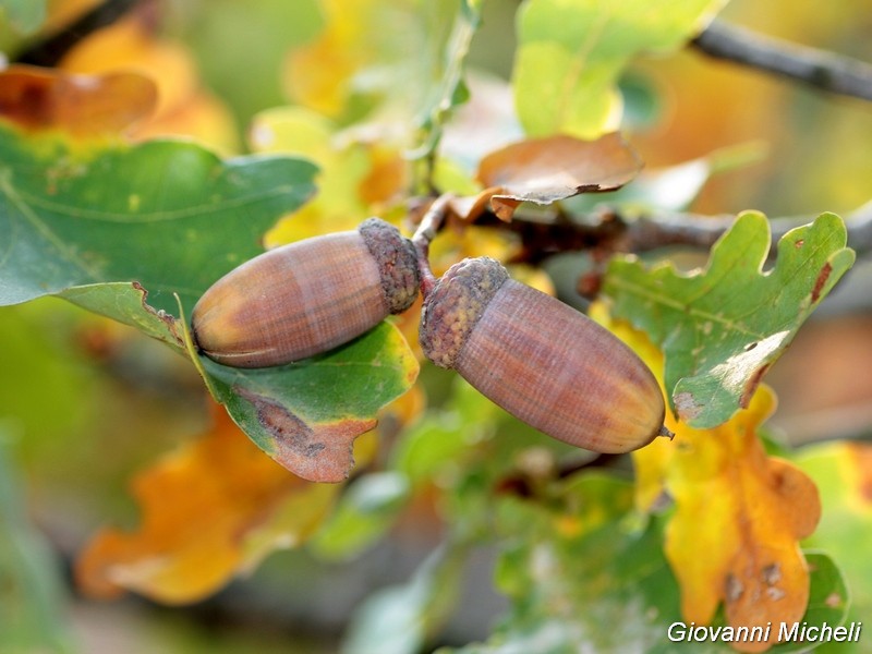 Autunno